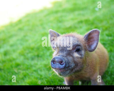 Micro Pig in a household setting Stock Photo