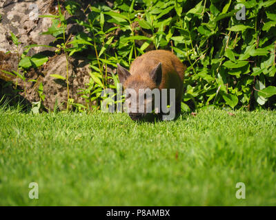 Micro Pig in a household setting Stock Photo