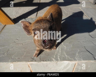 Micro Pig in a household setting Stock Photo