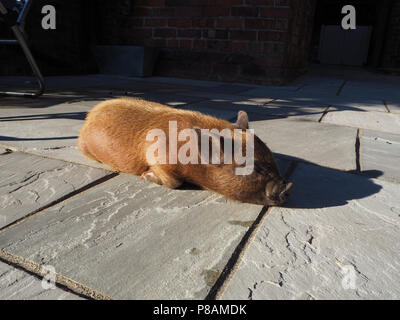 Micro Pig in a household setting Stock Photo