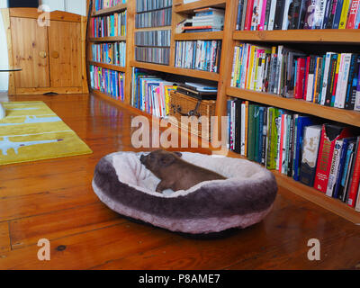 Micro Pig in a household setting Stock Photo