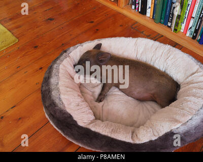 Micro Pig in a household setting Stock Photo