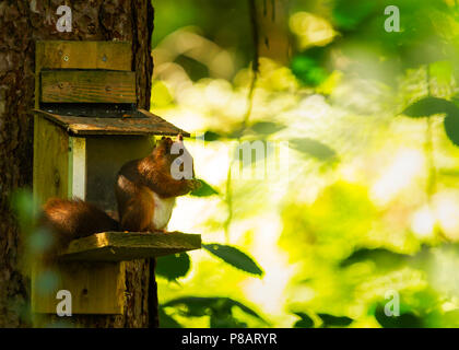 Welsh Red Squirrel Stock Photo