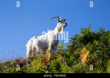 Looking upwards at an adult Kashmiri Goat Capra Markhor on the side of the Grat Orme headland in Llandudno, North Wales Stock Photo
