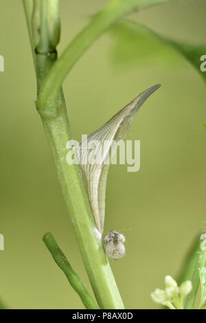 Orange-tip - Anthocharis cardamines pupa Stock Photo