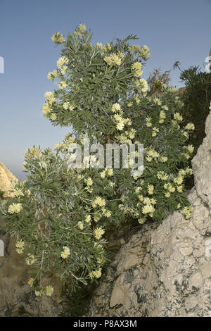 Jupiter's Beard - Anthyllis barba-jovis Stock Photo