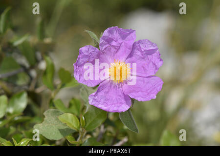 Pink Cistus - Cistus creticus Stock Photo