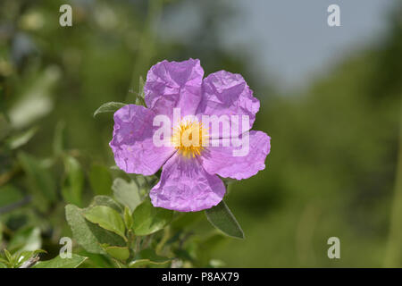 Pink Cistus - Cistus creticus Stock Photo
