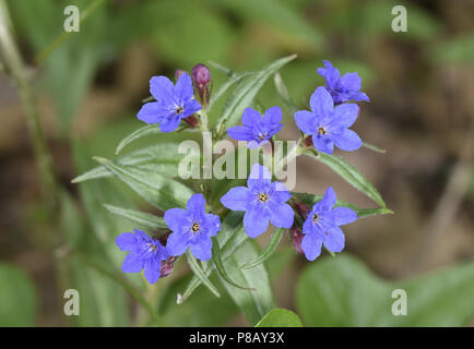 Purple Gromwell - Lithospermum purpurocaeruleum Stock Photo