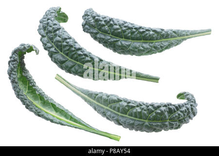 Bumpy leaf Cabbage or Kale, Nero di Toscana (Brassica oleracea)