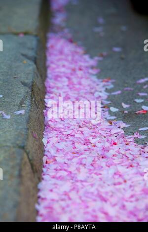 Pink beautiful petals lying on the ground. Stock Photo