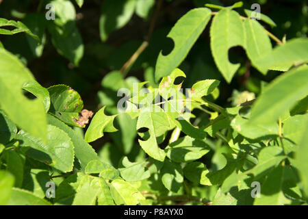 Rose leaves with symmetrical hols created by Leaf Cutter Bees Stock Photo