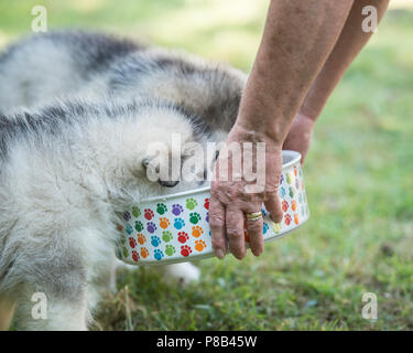owner feeding puppies Stock Photo