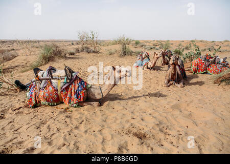 camels in harnesses lying on sandy ground in Altai, Russia Stock Photo