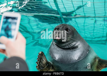 selective focus of person with smartphone photographing sea lion in water, baikal, listvyanka, russia Stock Photo