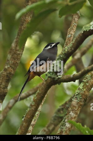 White-eared Sibia (Heterophasia auricularis) adult perched on branch  Dasyueshan National Forest, Taiwan             April Stock Photo