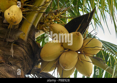 Closeup of coconut palm tree Stock Photo