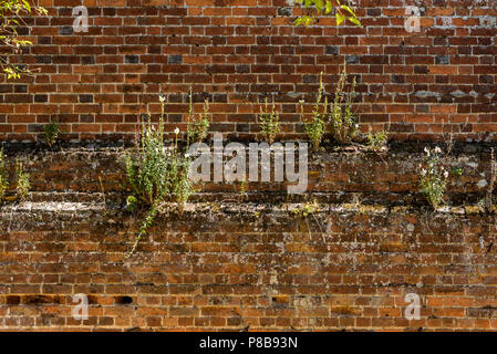 Marks Hall Gardens and Arboretum Coggeshall Colchester, Essex, UK.18th century brick-wall.1700’s, architecture, brickwork. Old wall with flowers Stock Photo