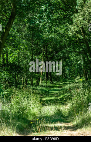 Overgrown woodland path in early summer, with dappled shade. Stock Photo