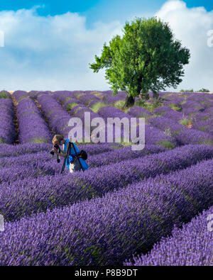 Photographer in rows of lavender along the Valensole Plateau, Alpes- de-Haute-Provence, Provence, France Stock Photo