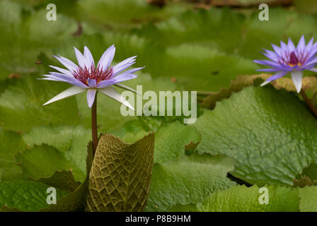 desktop background wallpaper flower, photography, cotton, minimalist ...