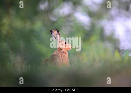 Hare in wilderness, easter holiday bunny rabbit jack rabbit Stock Photo