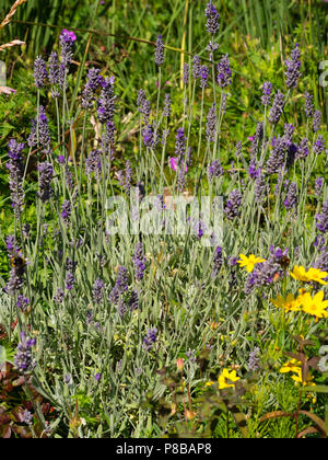 Midsummer flower spikes of the fragrant woolly lavender, Lavandula lanata Stock Photo