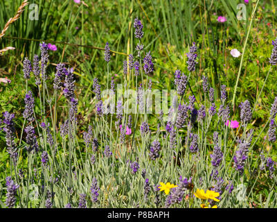 Midsummer flower spikes of the fragrant woolly lavender, Lavandula lanata Stock Photo