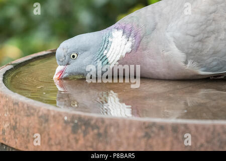 wood pigeon columba palumbus drinking water - uk Stock Photo