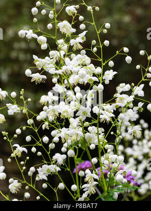 Airy sprays of small white midsummer flowers of the selected variety of the Chinese meadow rue, Thalictrum delavayi 'Splendide White' Stock Photo