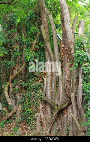 close up of an old twisted tree trunk Stock Photo