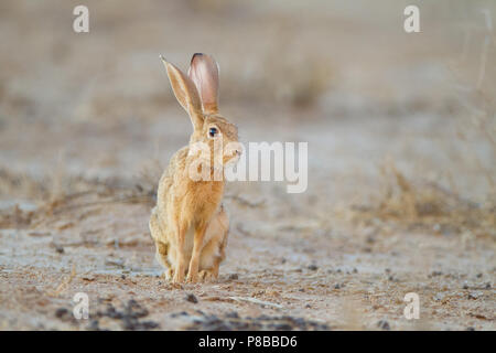 Cape hare portrait in Kgalagadi Stock Photo