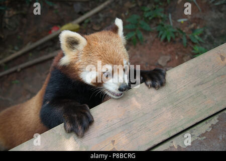 The red panda is very different in size and looks to the common giant panda Stock Photo