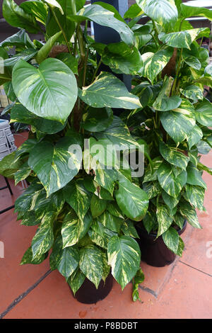 Epipiremnum Aureum or also known as Golden Pathos or Devil’s ivy Stock Photo