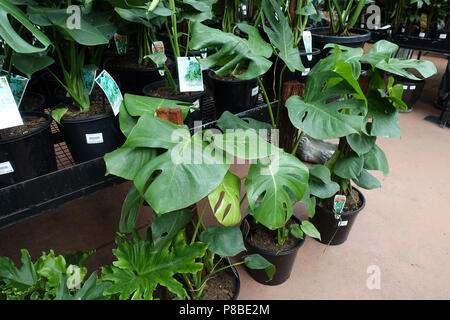 Monstera Deliciosa or known as Swiss cheese plant growing in a pot Stock Photo