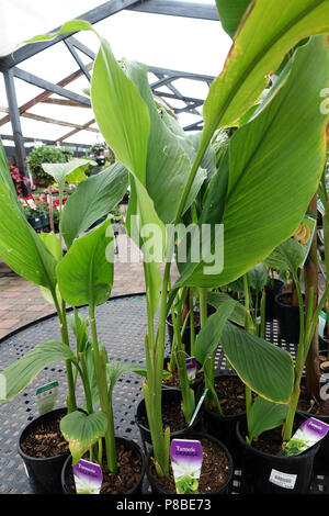 Growing Turmeric ginger plant in a pot Stock Photo