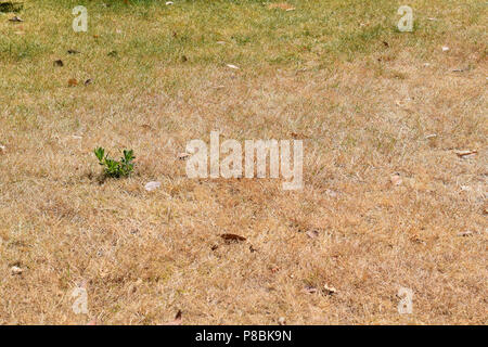 Dry parched brown grass lawn with single green weed growing on left side, some green grass blades in back ground Stock Photo