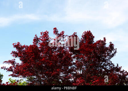 Japanese maple (Acer palmatum) Stock Photo