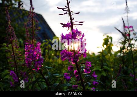 Rays that sit over the horizon at sunset, make their way through the violet petals of the garden flower Lupine. The countryside is very nice and quiet Stock Photo