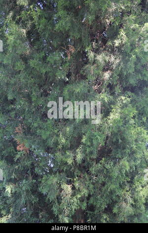 Green evergreen shrub bush in Northwestern University's landfill park in Evanston, Illinois on a bright sunny summer day. Stock Photo