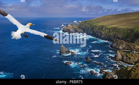 Soaring gannet and spectacular coastline with sea cliffs and stacks, home to breeding sea birds at Hermaness, Unst, Shetland Islands, Scotland, UK Stock Photo