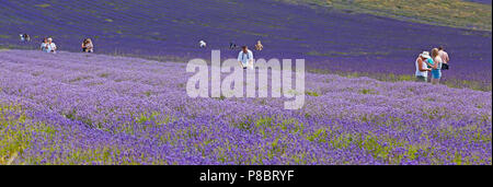Lavender farm in Hitchin, UK, with visitors, summer Stock Photo