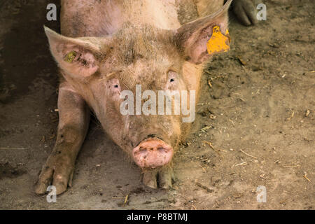 a pig looks directly into the camera Stock Photo