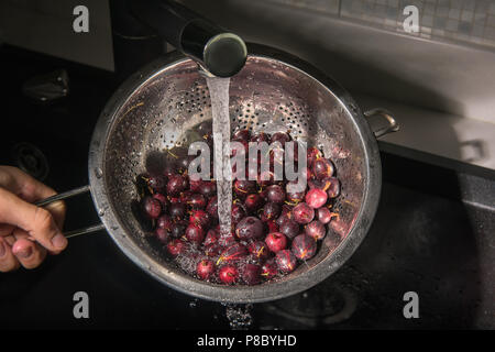 Freshly harvested red gooseberries washed in water running from faucet into shiny metal colander and in black kitchen sink. Boy's hand is holding the  Stock Photo