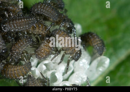 Newly hatched harlequin ladybird, Harmonia axyridis, larvae still with a raft of empty egg cases, June Stock Photo