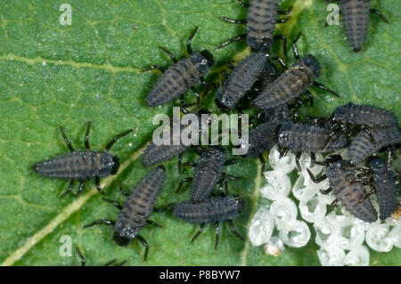 Newly hatched harlequin ladybird, Harmonia axyridis, larvae still with a raft of empty egg cases, June Stock Photo