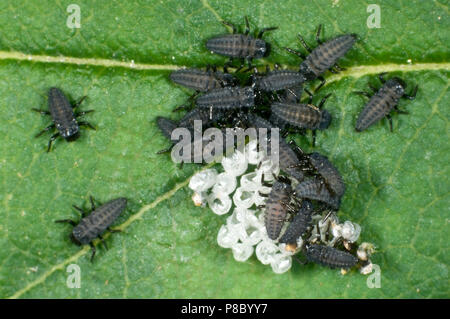 Newly hatched harlequin ladybird, Harmonia axyridis, larvae still with a raft of empty egg cases, June Stock Photo