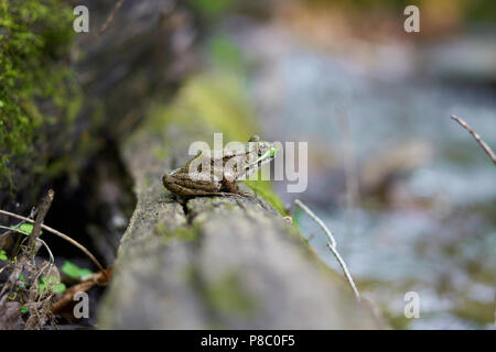 A Northern Green frog rests on a log in Parfrey's Glen, inside Devils Lake State Park, Barboo, Wisconsin Stock Photo