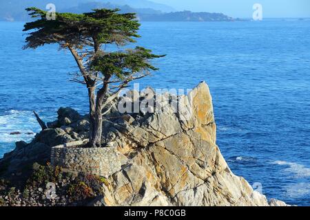 MONTEREY, CALIFORNIA - APRIL 7, 2014: Lone Cypress tree view along famous 17 Mile Drive in Monterey. Sources claim it is one of the most photographed  Stock Photo