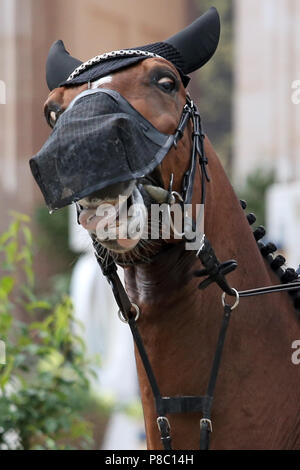 Berlin, horse with ear and fly nose roll rolls his eyes Stock Photo